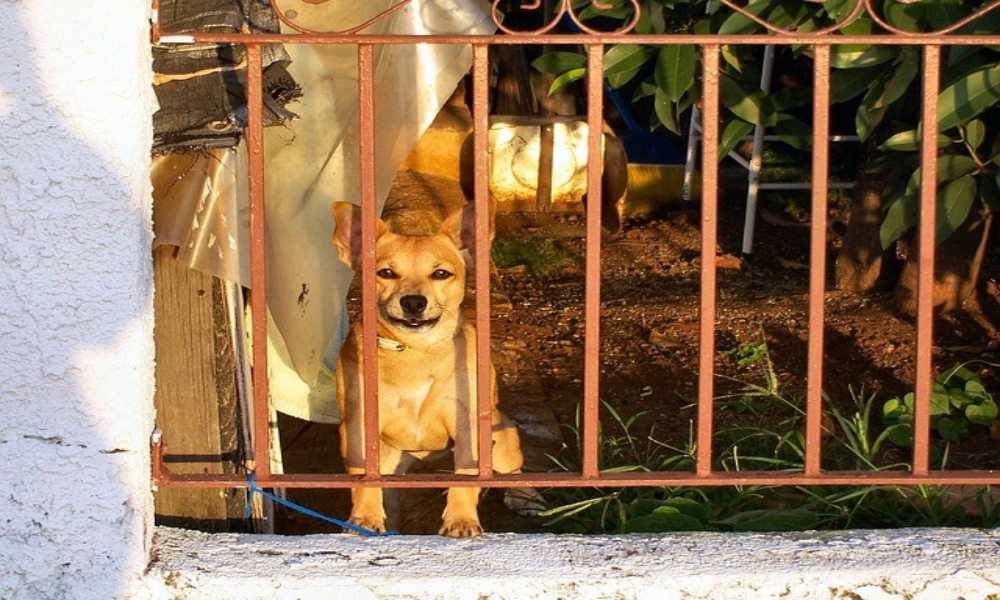 Вы решили взять собаку из приюта