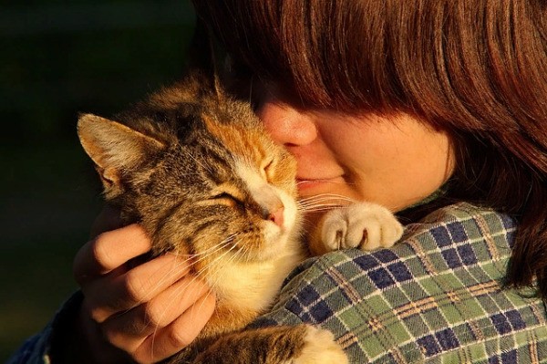 Любимые коты