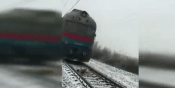 Собачья преданость