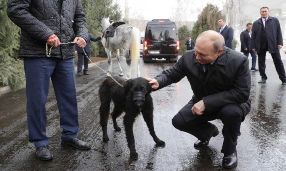 У Путина появилась собака породы тайган