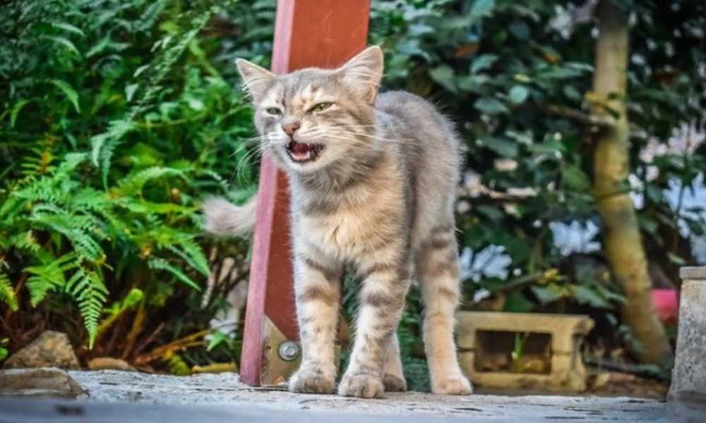 Как сделать уличную кошку домашней