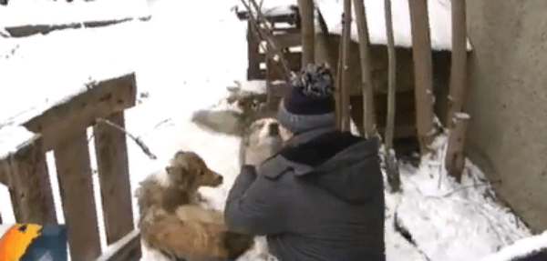 Собаки друзья