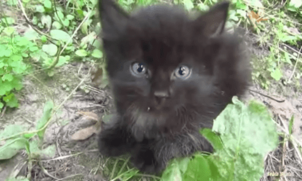 Котенок с улицы был благодарен мне всю жизнь