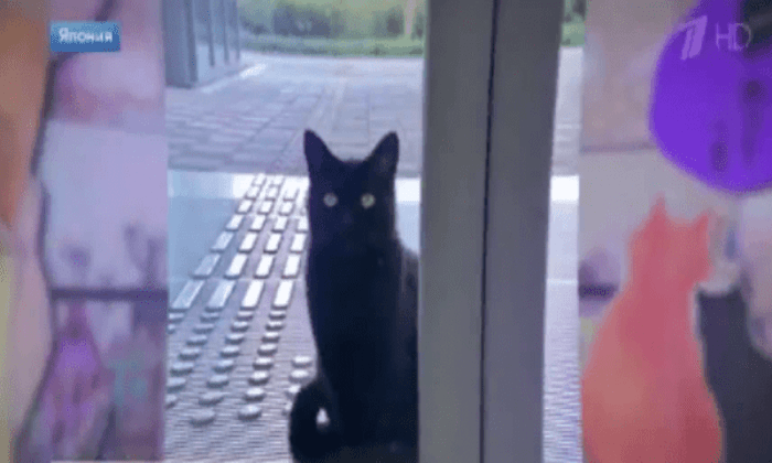 Бездомные коты атакуют музей