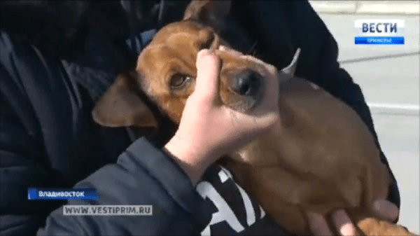 Такса в ветклинике