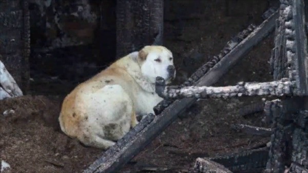 Собаки спасатели