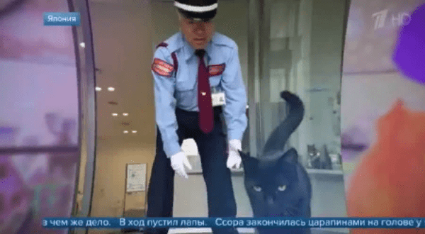 Коты в музее