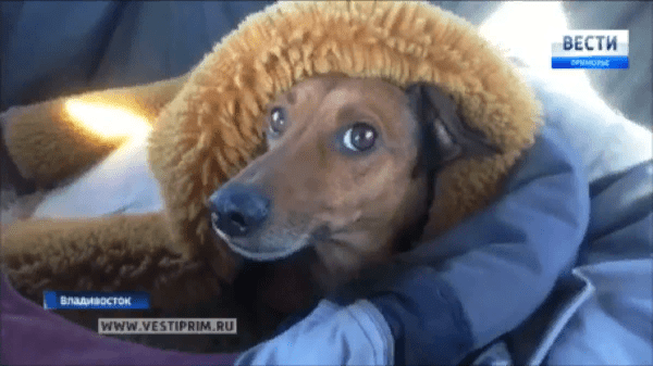 Такса ждёт хозяина в аэропорту