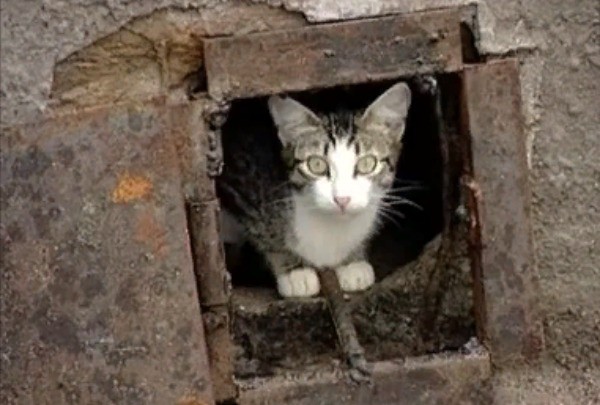 Кошки в подвалах