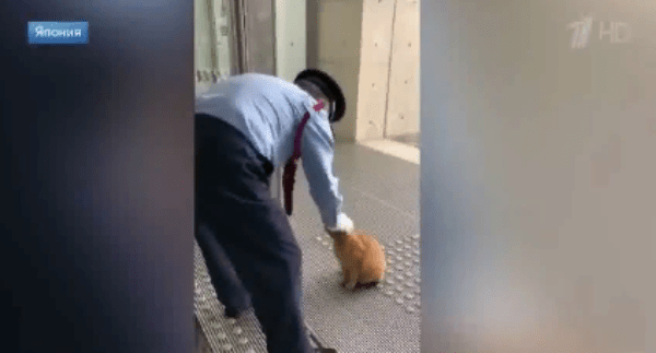 Бездомные коты уже третий год атакуют музей