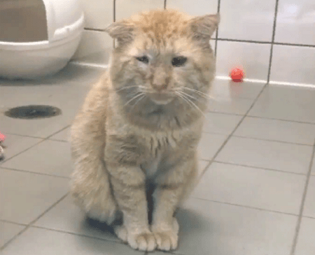 Бездомные кошки