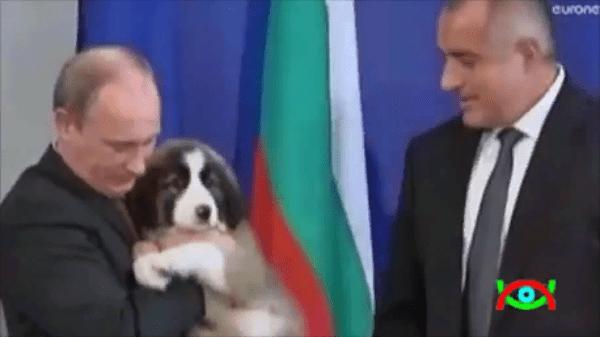 Шарпланинская овчарка