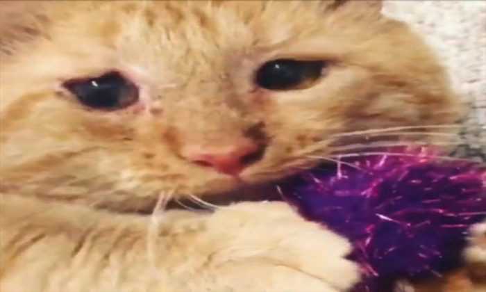 Новый дом для побитого жизнью кота
