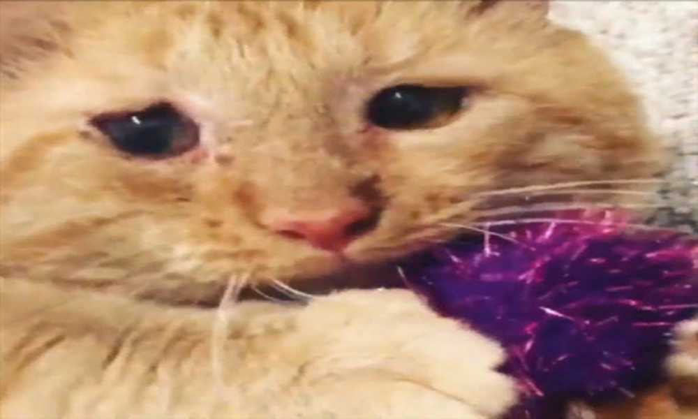 Новый дом для побитого жизнью кота