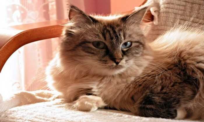Котенок с улицы был благодарен мне всю жизнь