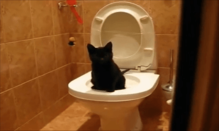 Котенок с улицы был благодарен мне всю жизнь