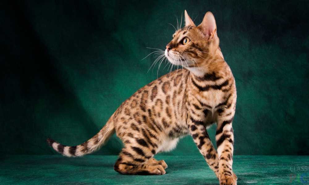 Бенгальская кошка