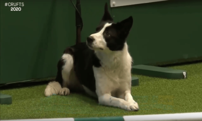 Победное выступление в аджилити Crufts 2020
