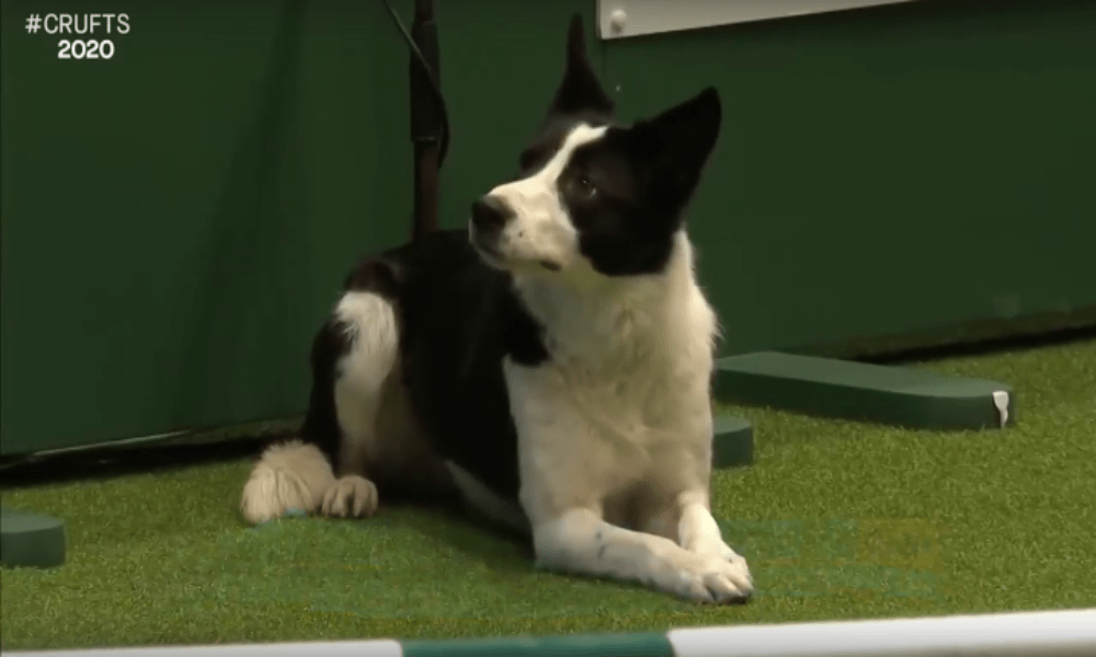 Победное выступление в аджилити Crufts 2020