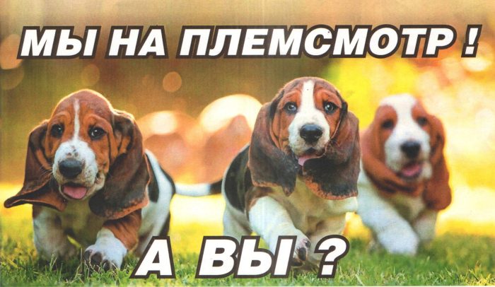 Племенной смотр собак