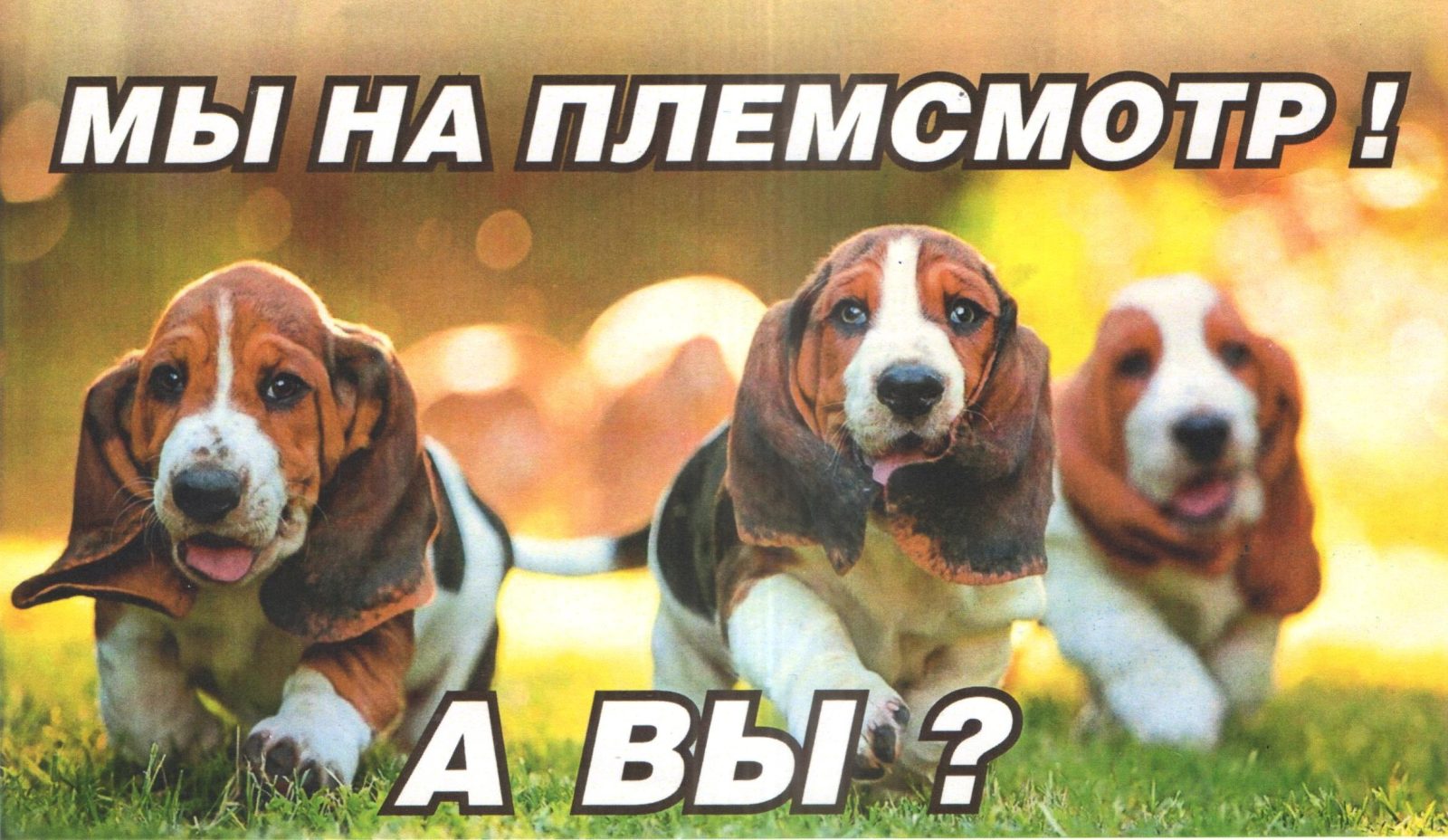 Племенной смотр собак