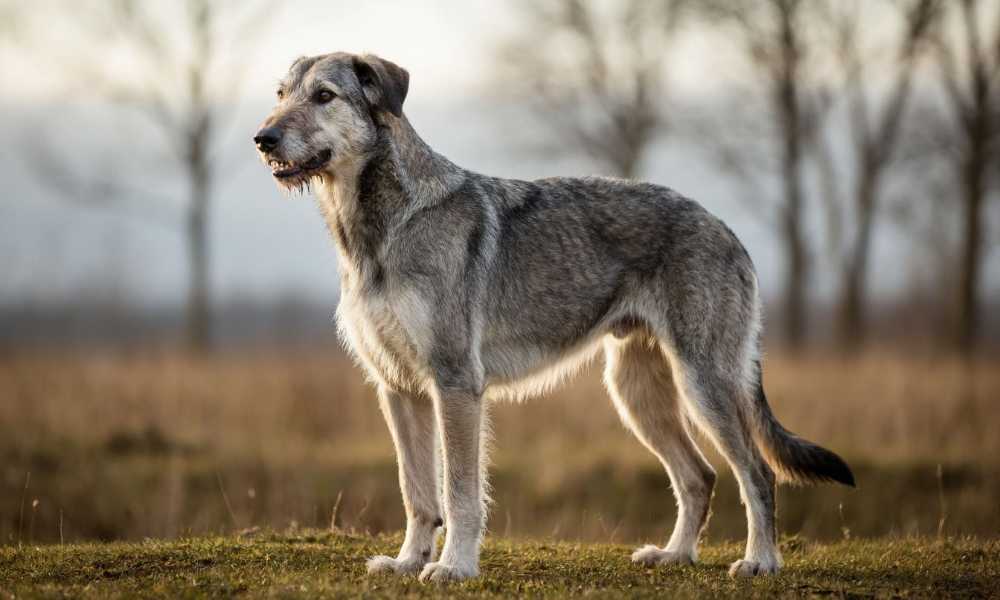 Ирландский волкодав: сила и достоинство в одном сердце