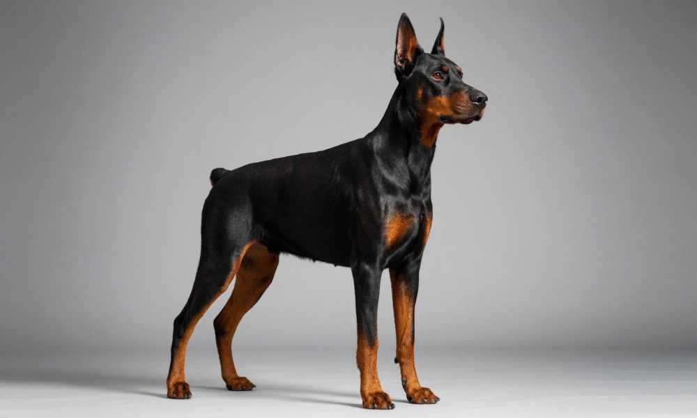 Доберман: История, Характер и Уход