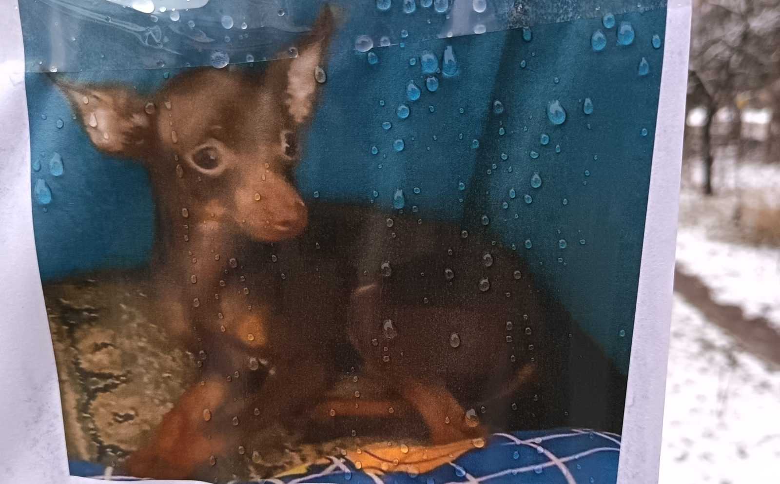 Внимание! В г. Ногинск пропала собака