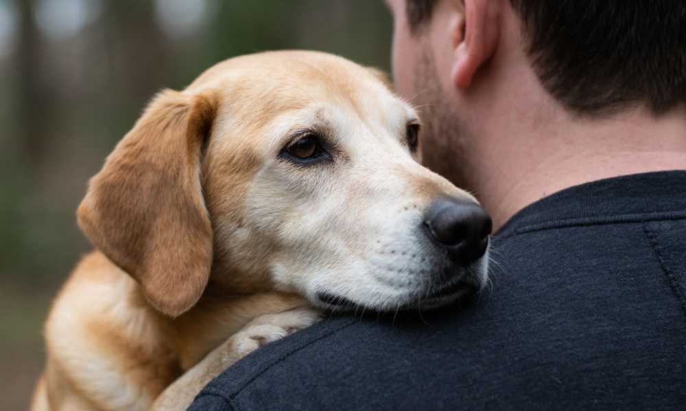 Почему собаки так сильно любят людей?