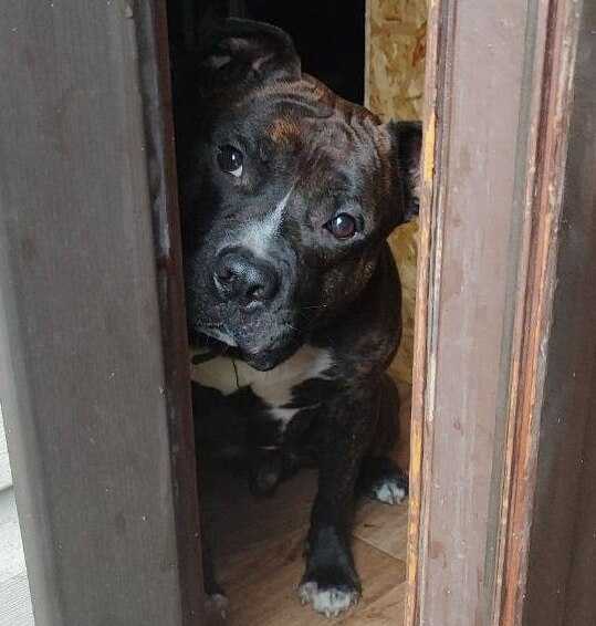 Пристраивается американский стаффордширский терьер