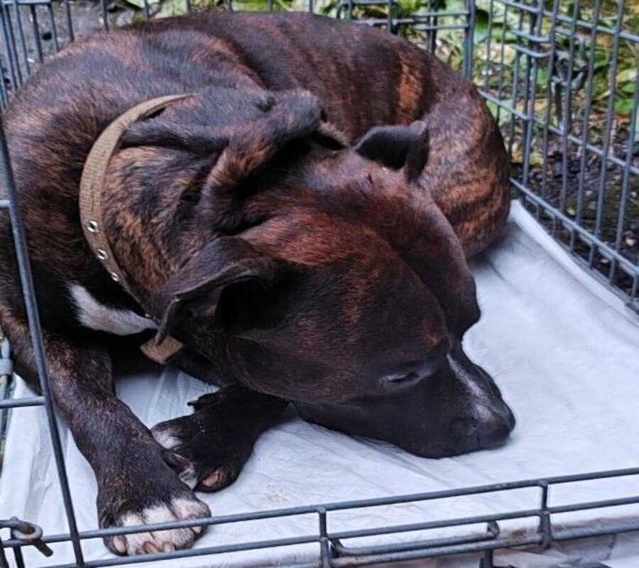 Пристраивается американский стаффордширский терьер