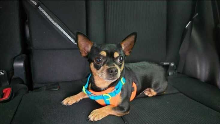 Найдена маленькая собачка