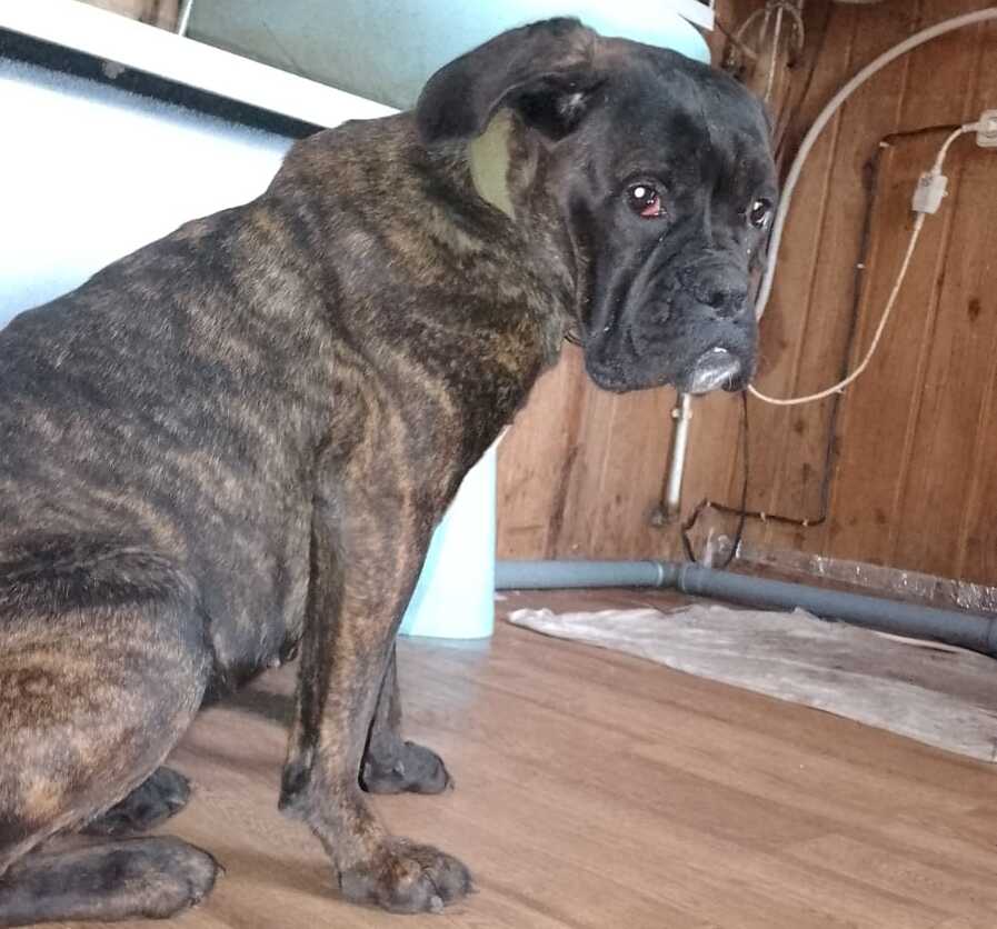 Ищет дом любознательная и добрая кане-корсо