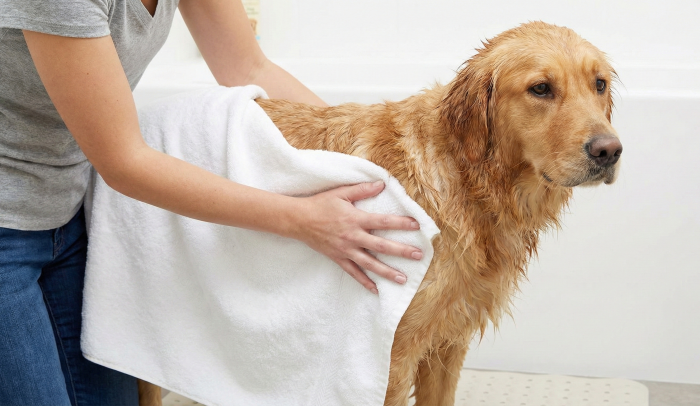 Гид по купанию собаки